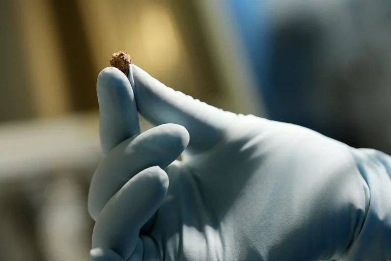 Gloved fingers holding a tiny lump of ancient cheese, like the samples found in Bronze Age tombs in China