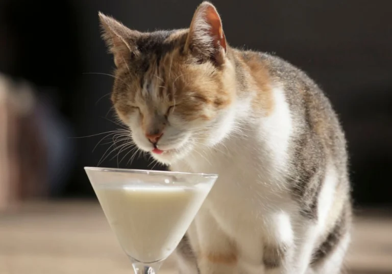 Cat licking its lips beside a cocktail glass of milk
