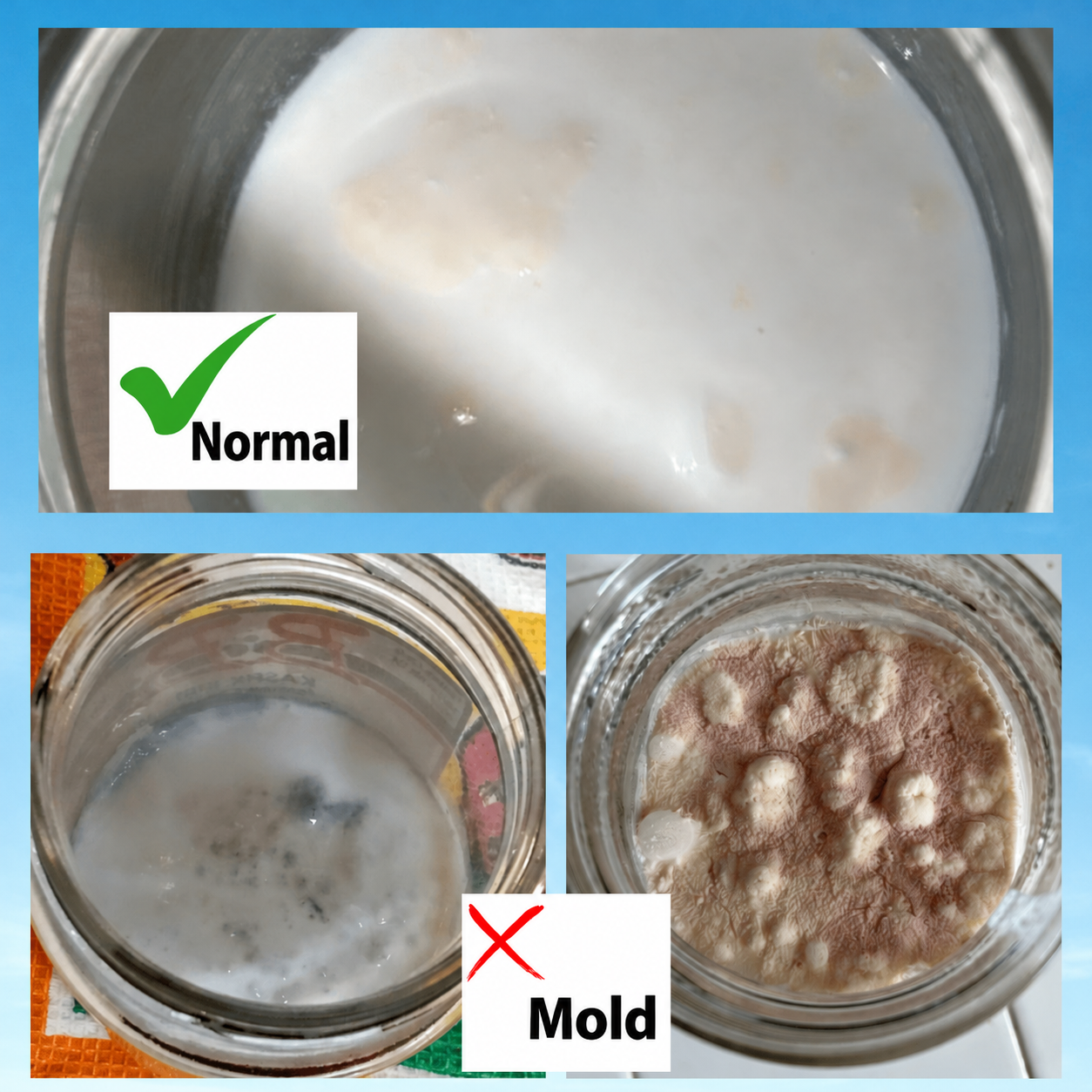 Kefir grain color guide: compare normal cream-colored grains with signs of mold.