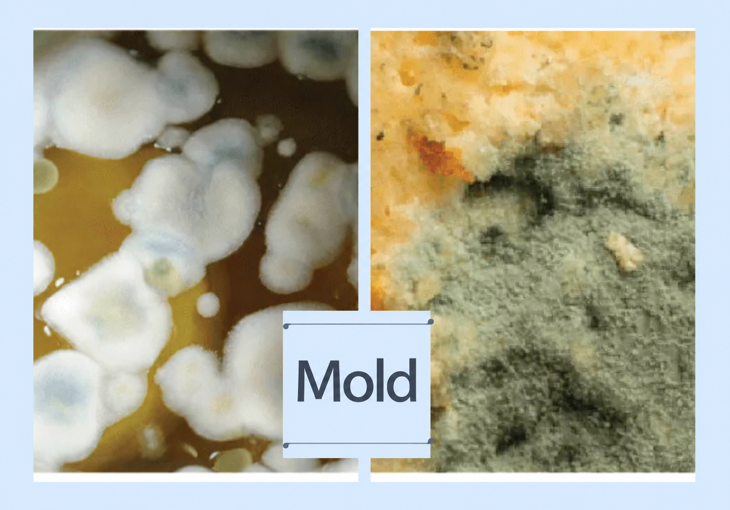 Mold